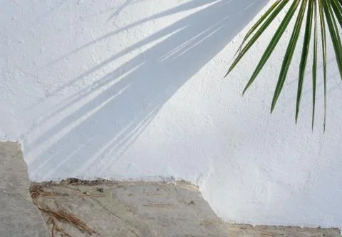 White wall background with palm shadow Foto stock