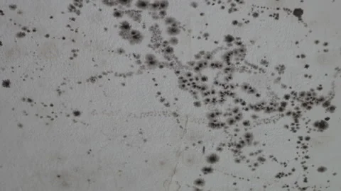 White wall with mold Video stock 317328543