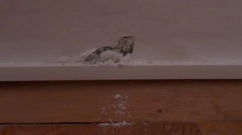 White wall mold zoom in Stock Footage 10842532