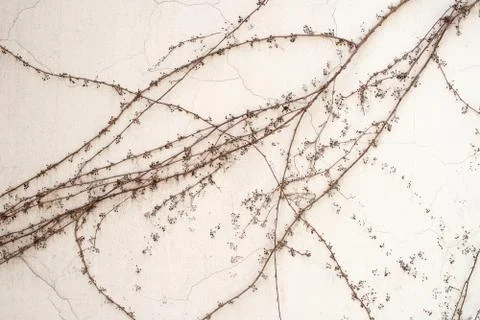 White wall with plants Stock Photos