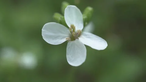The white wall-rocket is one of the most abundant herbs to be found Stock Footage 231553312