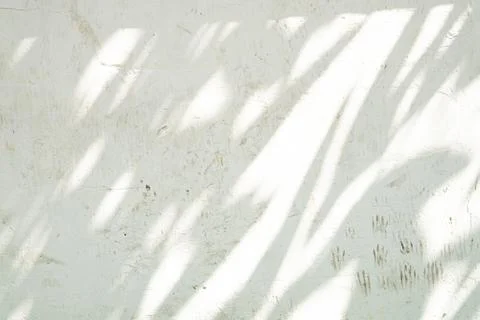 A white wall with a shadow of a tree on it Stock Photos