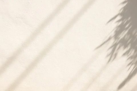 A white wall with a shadow of a tree on it Stock Photos
