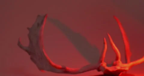 White wall studio red light deer antlers conceptual imagery Video stock 136201138