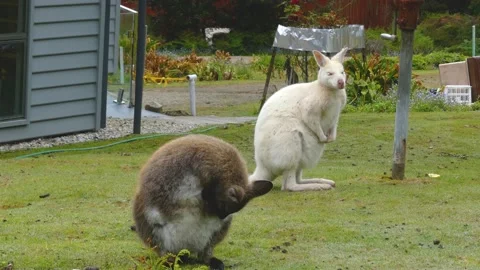 White wallaby and normal bennet's wallaby scratching and stretching 動画素材 235612112