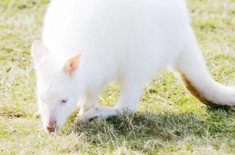 White wallaby Stock Photos