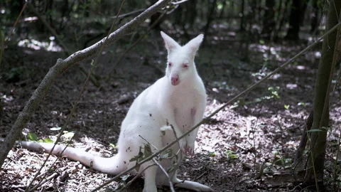 White Wallaby in the Woods Stock Footage 293225558
