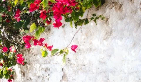 White washed rustic wall with pink flowers and green leaves with copy-space f Foto stock