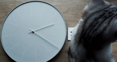 A white watch with a cat looking up at the clock. Slow motion in 4k. Stock Footage 146813347