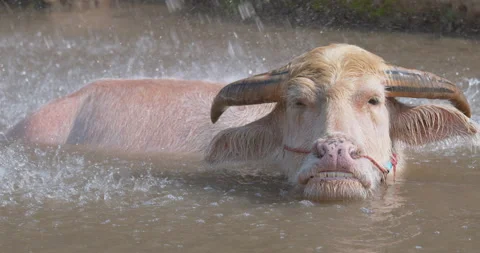 White water buffalo bathing and playing in pond. Stock Footage 202479883