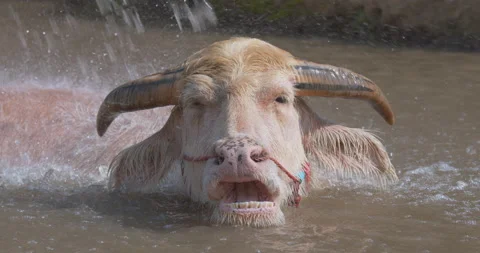 White water buffalo bathing and playing in pond. Stock Footage 230064665