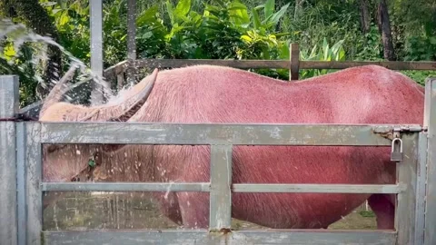 A white water buffalo cools off under streams of water behind an enclosure. Stock Footage 339534487