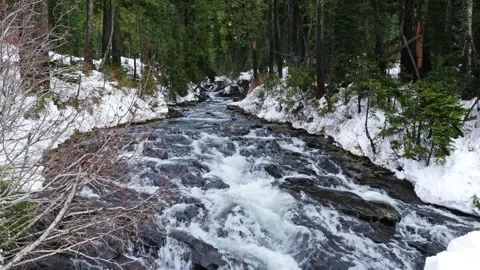 White water cascading down boulder-strewn Paradise River through coniferous fore Stock Footage 332144003