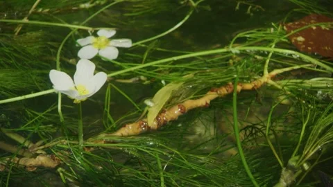 White water crowfoot sway in current waves in stream in central Portugal Vidéo 226954411