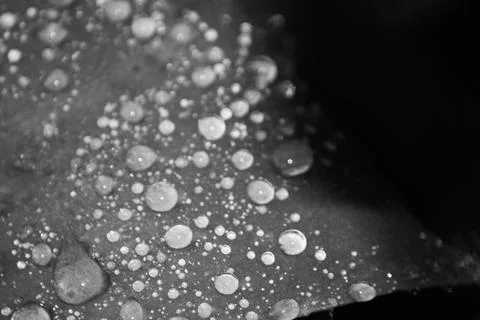 White water drops on a leaf macro.  Stock Photos