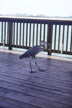 White Water ibis Foto stock