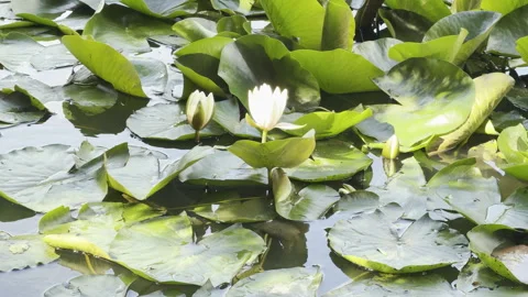 White water lilies float among green lily pads in a serene pond Stock Footage 336938678