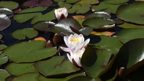 A white water lilli in a pond in a Botanic Garden in Munich, Germany. Stock Footage 120540838