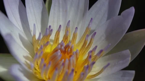 White Water lilly Video stock 234112528
