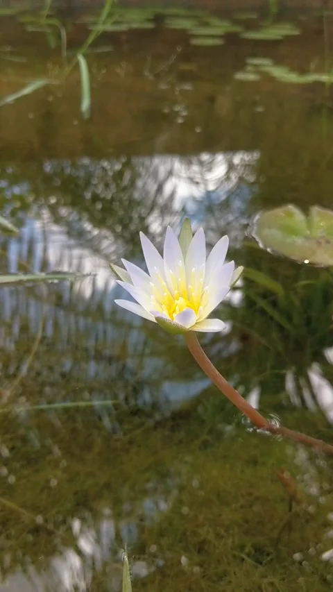 A white water lily in bloom Stock Footage 334016658