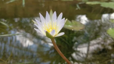 A white water lily in bloom Stock Footage 334016662