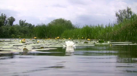 White water lily. Video stock 445941