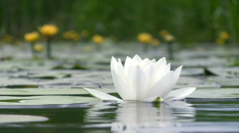 White water lily. Vídeos de archivo 445973