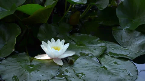 White water lily Stock Footage 25221175