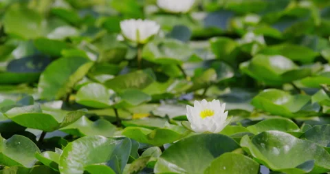 White Water Lily Stock Footage 332855105