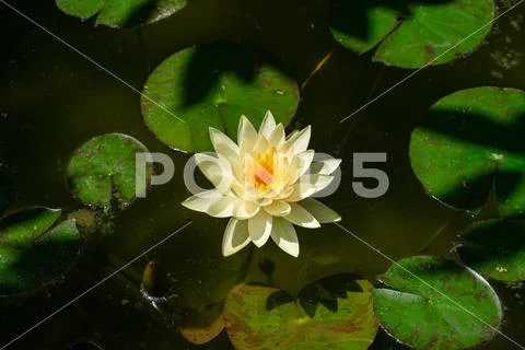 White water lily (Nymphaea Chromatella) Stock Photos