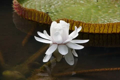 White Water Lily Stock Photos