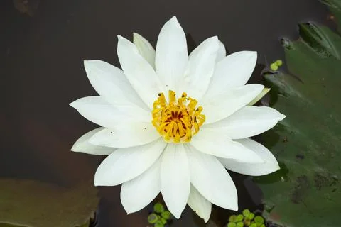 The White Water Lily Stock Photos