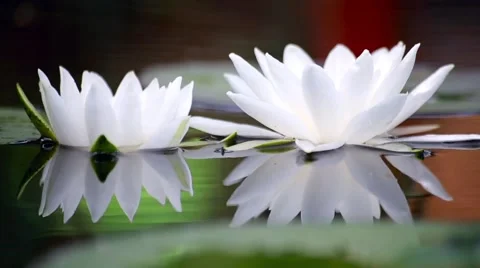 White water lily in a pond. Background Stock Footage 66436409