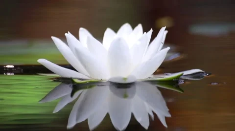 White water lily in a pond. Background Stock Footage 66436588