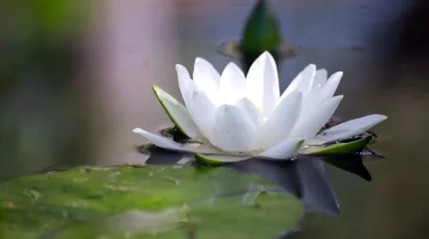 White water lily in a pond. Background Stock Footage 66436616