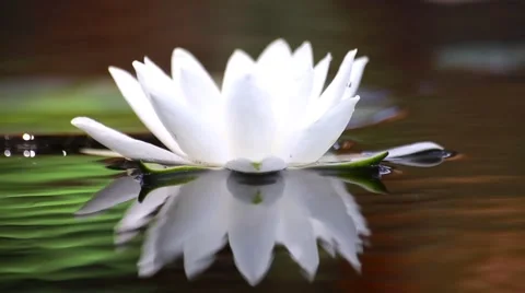 White water lily in a pond. Background Stock Footage 66436617