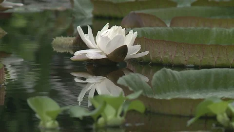 White water lily in a pond. Stock Footage 128540000