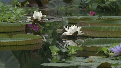White water lily in a pond. Stock Footage 128540037