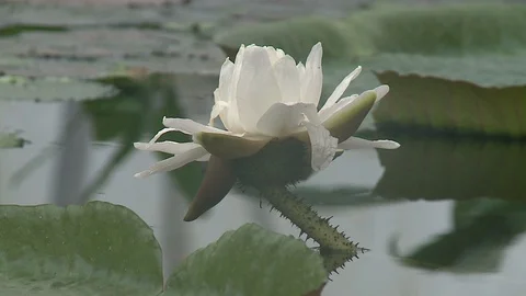 White water lily in a pond. Stock Footage 128540039