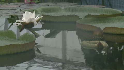 White water lily in a pond. Stock Footage 128540075