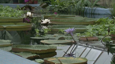 White water lily in a pond. Stock Footage 128540076