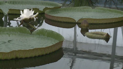 White water lily in a pond. Stock Footage 128540124