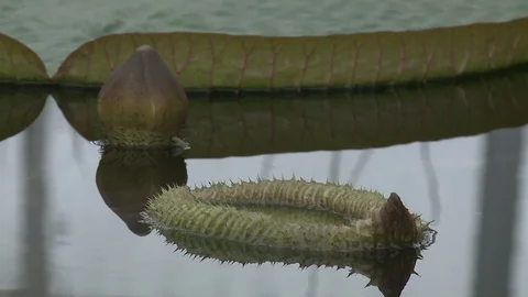 White water lily in a pond. Stock Footage 128540126