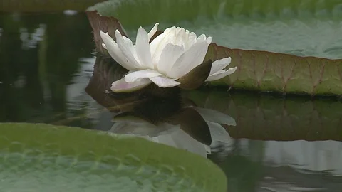 White water lily in a pond. Stock Footage 128540129