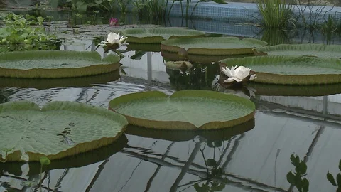 White water lily in a pond. Stock Footage 128540137