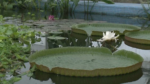 White water lily in a pond. Stock Footage 128540235