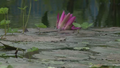 White water lily in a pond. Stock Footage 128540354