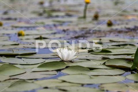 White water lily in a pond. Nymphaea alba. Beautiful white water lily Stock Photos