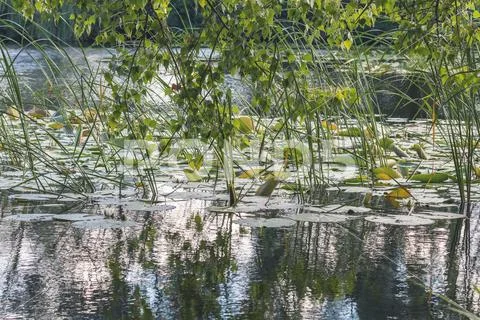 White water lily in a pond. Nymphaea alba. Beautiful white water lily Stock Photos