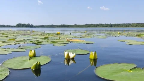 White water lily on the water with huge green leaves. Stock Footage